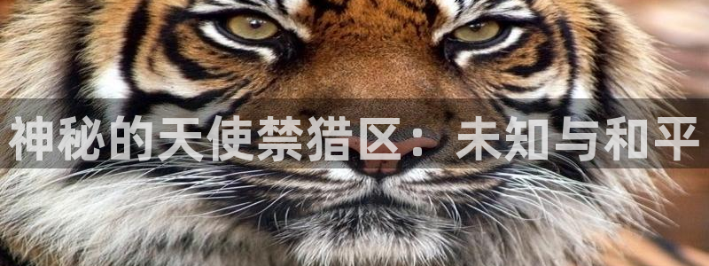 汗漫画羞羞漫画汗汗漫画：神秘的天使禁猎区：未知与和平